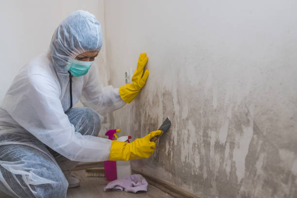 Reliable St James, NC Mold Remediation Solutions