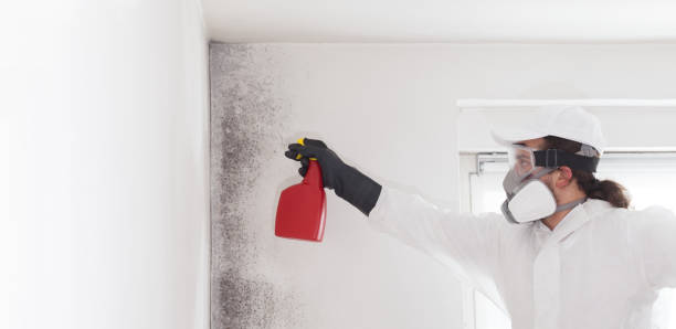 Best Post-Flood Mold Remediation in St James, NC