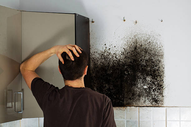 Best Commercial Mold Remediation in St James, NC